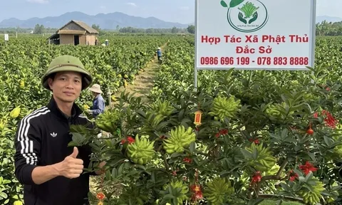 Phật thủ bonsai Đắc Sở: Tinh hoa nghệ thuật và giải pháp kiến tạo không gian xanh